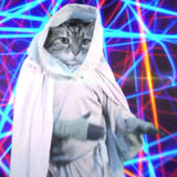 obi wan keKITTY! 